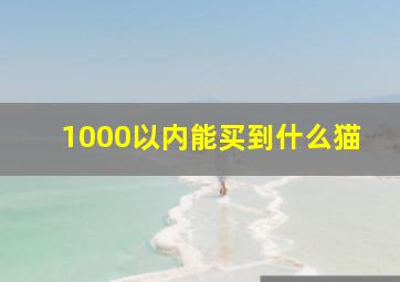 1000以内能买到什么猫