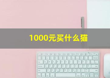 1000元买什么猫