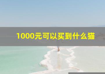 1000元可以买到什么猫