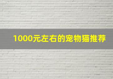 1000元左右的宠物猫推荐