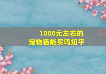 1000元左右的宠物猫能买吗知乎