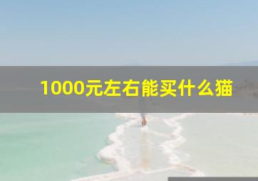 1000元左右能买什么猫