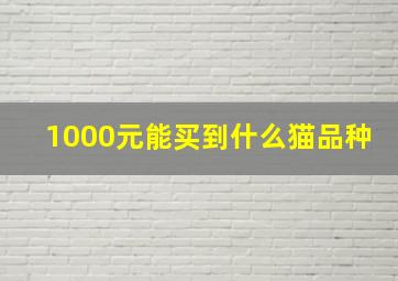 1000元能买到什么猫品种