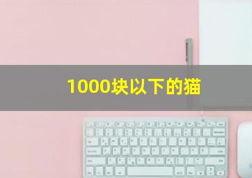 1000块以下的猫