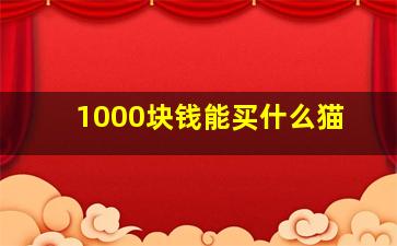 1000块钱能买什么猫