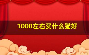 1000左右买什么猫好