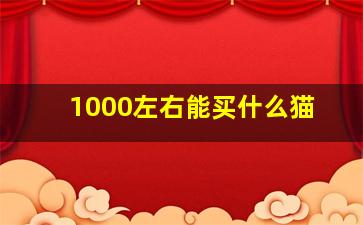 1000左右能买什么猫