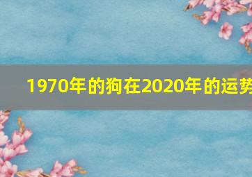 1970年的狗在2020年的运势