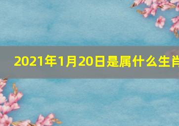 2021年1月20日是属什么生肖