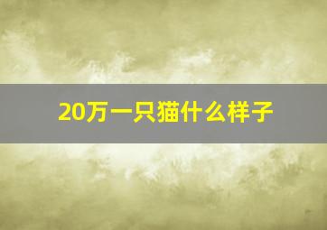 20万一只猫什么样子