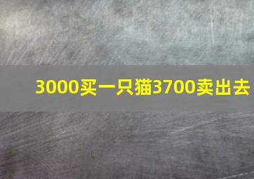 3000买一只猫3700卖出去