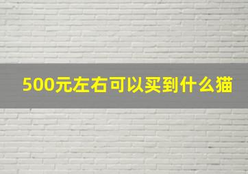 500元左右可以买到什么猫