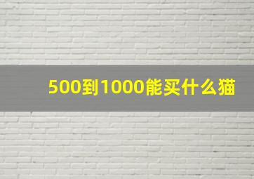 500到1000能买什么猫