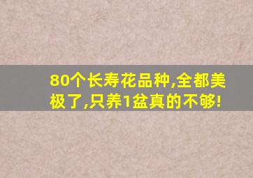 80个长寿花品种,全都美极了,只养1盆真的不够!