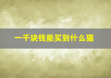 一千块钱能买到什么猫