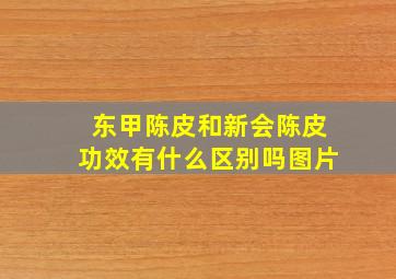 东甲陈皮和新会陈皮功效有什么区别吗图片