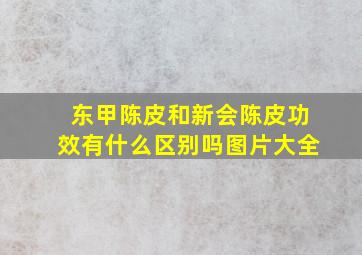 东甲陈皮和新会陈皮功效有什么区别吗图片大全