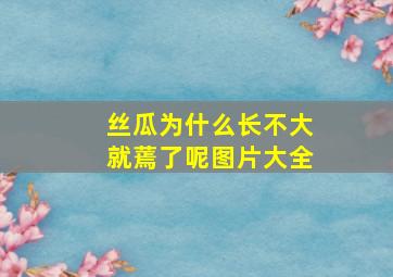 丝瓜为什么长不大就蔫了呢图片大全