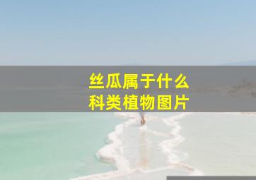 丝瓜属于什么科类植物图片