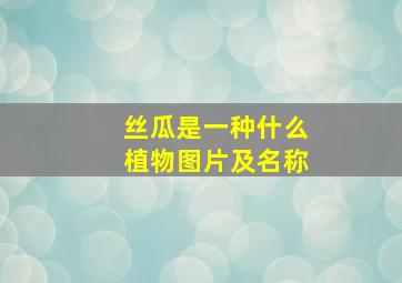 丝瓜是一种什么植物图片及名称