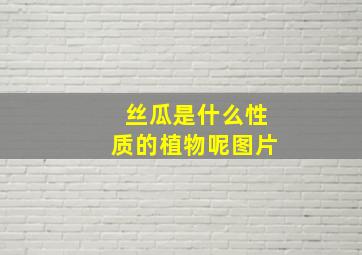 丝瓜是什么性质的植物呢图片