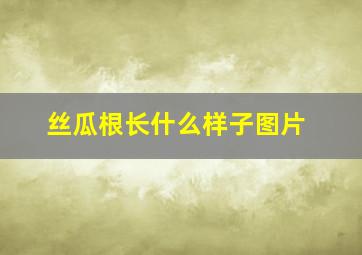 丝瓜根长什么样子图片