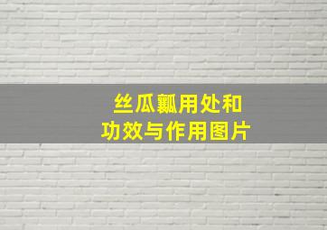 丝瓜瓤用处和功效与作用图片