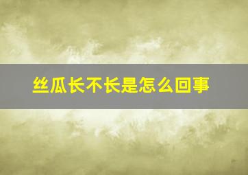 丝瓜长不长是怎么回事