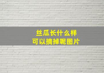 丝瓜长什么样可以摘掉呢图片