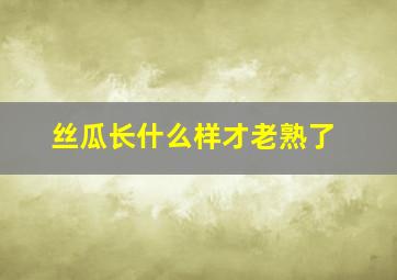 丝瓜长什么样才老熟了