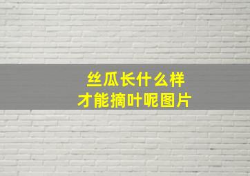 丝瓜长什么样才能摘叶呢图片