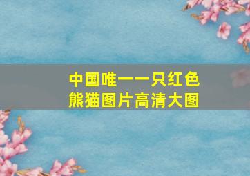 中国唯一一只红色熊猫图片高清大图