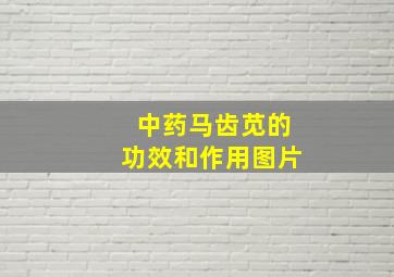 中药马齿苋的功效和作用图片