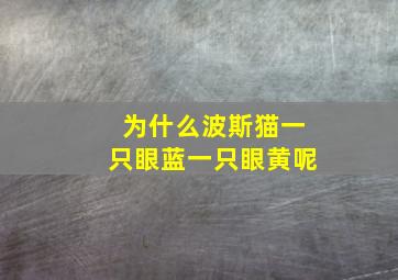 为什么波斯猫一只眼蓝一只眼黄呢