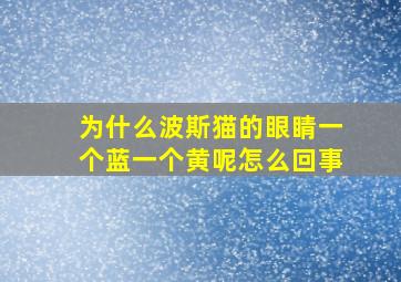 为什么波斯猫的眼睛一个蓝一个黄呢怎么回事