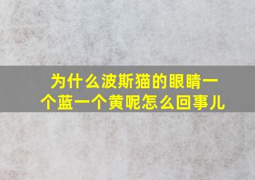 为什么波斯猫的眼睛一个蓝一个黄呢怎么回事儿