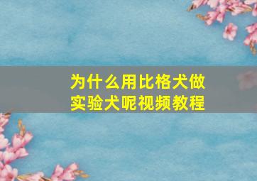 为什么用比格犬做实验犬呢视频教程