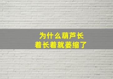 为什么葫芦长着长着就萎缩了