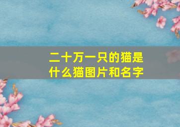 二十万一只的猫是什么猫图片和名字