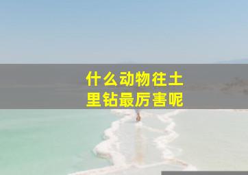 什么动物往土里钻最厉害呢