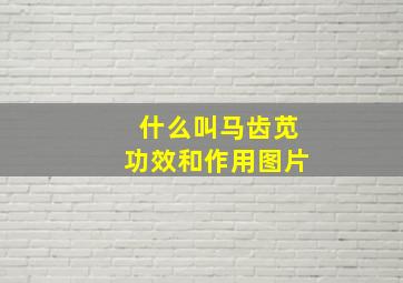 什么叫马齿苋功效和作用图片