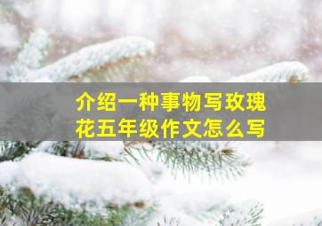 介绍一种事物写玫瑰花五年级作文怎么写