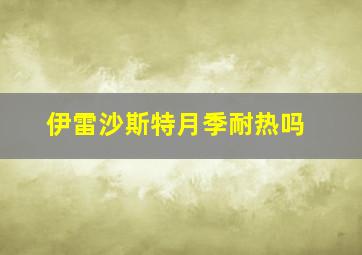 伊雷沙斯特月季耐热吗