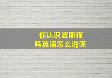 你认识波斯猫吗英语怎么说呢