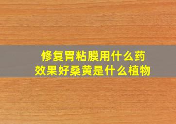 修复胃粘膜用什么药效果好桑黄是什么植物