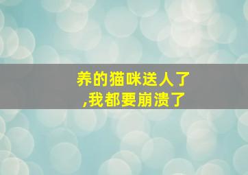 养的猫咪送人了,我都要崩溃了