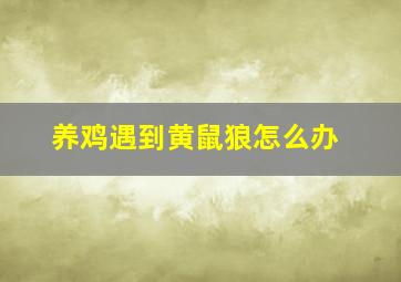 养鸡遇到黄鼠狼怎么办