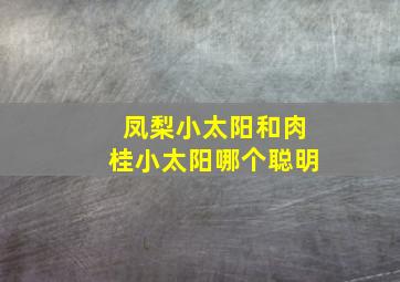 凤梨小太阳和肉桂小太阳哪个聪明