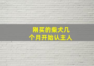 刚买的柴犬几个月开始认主人