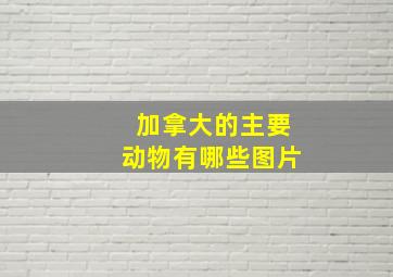 加拿大的主要动物有哪些图片